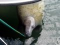 11-02-20-keys-6-manatee.jpg