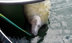 11-02-20-keys-6-manatee.jpg