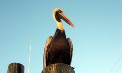 11-02-22-keys-2-web-pelican.jpg