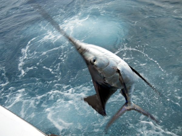 10-12-21-sailfish-tournament-1-web-jumping-sailfish.jpg