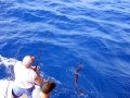 11-01-09-keys-2-web-sailfish.jpg