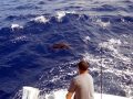 11-01-09-keys-4-web-sailfish.jpg