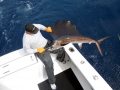 11-02-01-keys-2-web-sailfish-joe-b.jpg