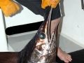 swordfish-17.jpg