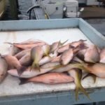 October 2016 Islamorada fishing report 2 Islamorada fishing report October 2