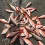 Islamorada fishing report end of September 2016 8 islamorada fishing sept