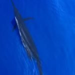 Islamorada fishing report end of September 2016 23 islamorada fishing report sept 2016