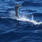 Islamorada fishing report end of September 2016 22 islamorada fishing report sept 2016