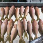 March Islamorada fishing report