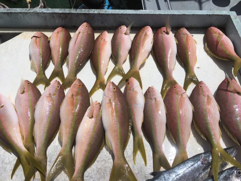 March Islamorada fishing report