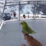 May islamorada fishing