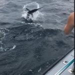 OCMD Fishing report week of 8-14 5 Poor Girls Open white marlin