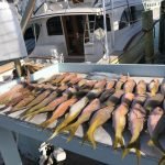 Islamorada November fishing reports 21 Islamorada yellowtail snappers