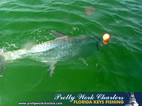 tarpon