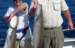 cobia