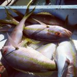 yellowtail snapper