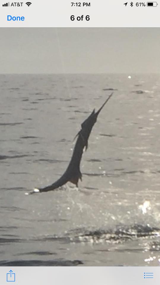 sailfish