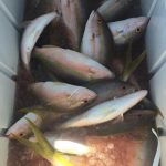 Islamorada fishing report yellowtail snapper