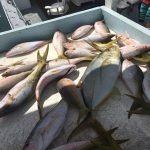 Back in Islamorada, good fishing 6 mangrove and yellowtail snappers