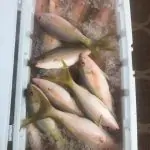 Fishing report for Islamorada Florida in November 29 Islamorada fishing box full of snappers