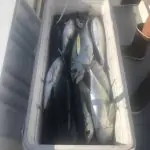 Fishing report for Islamorada Florida in November 12 Islamorada fishing report