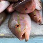 Islamorada snapper