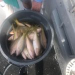 yellowtail snapper